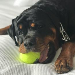 Rottweilers from Lonecreek Rottweilers