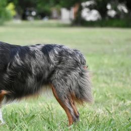 Toy Australian Shepherds from Double T Aussies