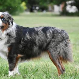 Toy Australian Shepherds from Double T Aussies