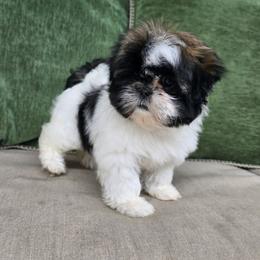 Maggie - Tricolor female Shih Tzu puppy in Turbotville, Pennsylvania from Melanie's Little Lions