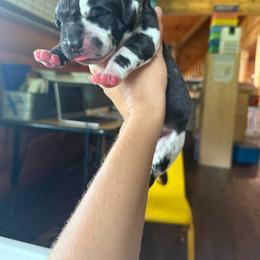 Light green collar - Harlequin male Great Dane puppy in Corsica, Pennsylvania from Ferguson Family Danes LLC