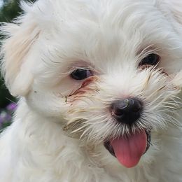 Cotons de Tulear from Ferne's Kintana Cotons