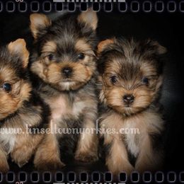 Yorkshire Terrier Puppies from Tinseltown Yorkies