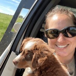 Miniature Australian Shepherd and Toy Australian Shepherd Puppies from Aussies by Mary at Temple Ranches