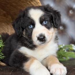 Austin- Has Tail and Videos - Black tri-color male Australian Shepherd puppy in Troy, South Carolina from Lana Corley- Australian Shepherds of 3/W Farms