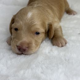 Dachshund Puppies from Chilidog Dachshunds