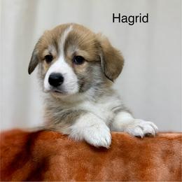 Hagrid - Sable male Pembroke Welsh Corgi puppy in Waverly, Iowa from A Hurd of Corgis