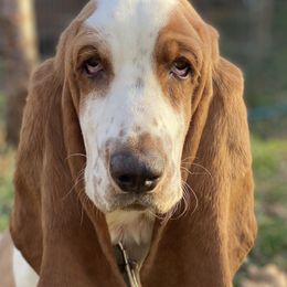 Basset Hounds and Bloodhounds from Clays Bloodhounds and Bassets