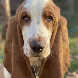 Basset Hounds and Bloodhounds from Clays Bloodhounds and Bassets