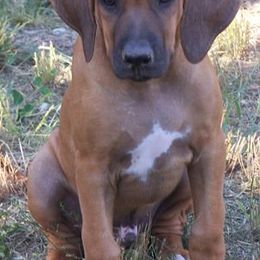 Rhodesian Ridgebacks from LionRidge Rhodesian Ridgebacks