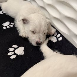 West Highland White Terrier Puppies from Red Rock Farms
