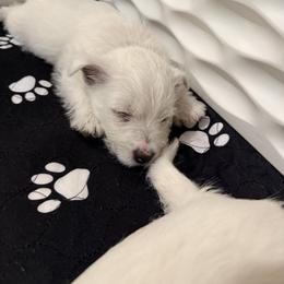 West Highland White Terrier Puppies from Red Rock Farms
