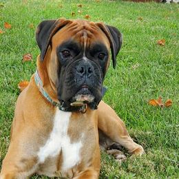 Boxers from C & C Boxers