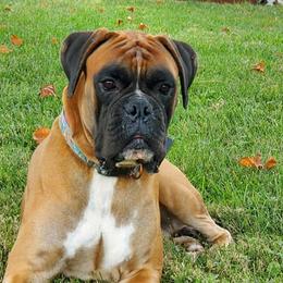 Boxers from C & C Boxers