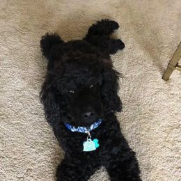 Poodles from Margie Hornback