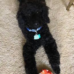 Poodles from Margie Hornback