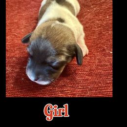 Brown and White Piebald Girl - Piebald female Dachshund puppy in Michigan from Amberly's Dachshunds