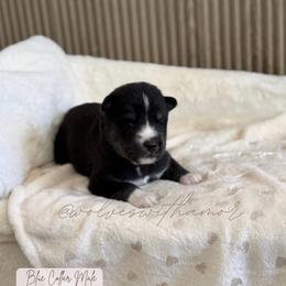 Sub Zero - Black and white male Siberian Husky puppy in Lodi, California from Wolves with Amor