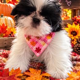 Girl 1 - Black and white female Shih Tzu puppy in Augusta, Maine from Zulas Shih Tzu of Maine