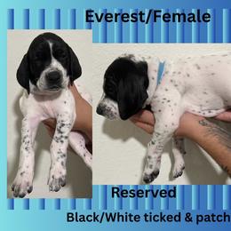 German Shorthaired Pointer Puppies from Lazy K GSP's