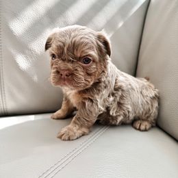 French Bulldog Puppies from Endless Frenchies