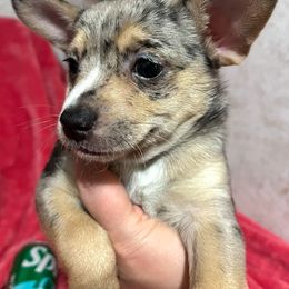 Franny's boy 2 - Merle male Chihuahua puppy in Illinois from Briarwood Farm