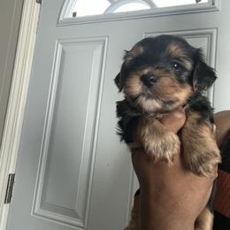 BART 2000 - Black and tan male Yorkipoo puppy in Gastonia, North Carolina from Precious pups dynasty kennel