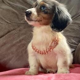 Dachshund and Miniature Schnauzer Puppies from The Bossy Doxie Farm