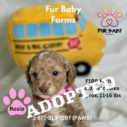 Rose - Cream female Goldendoodle puppy in Michigan from Fur Baby Farms