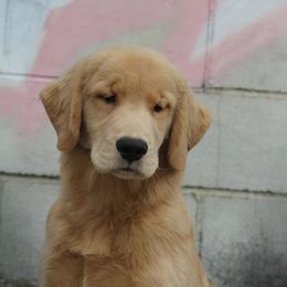 Golden Retriever Puppies from DoubleTake Goldens