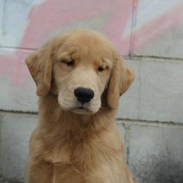 Golden Retriever Puppies from DoubleTake Goldens