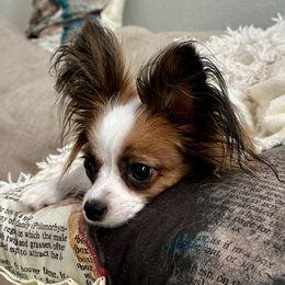 Lady - Papillon
