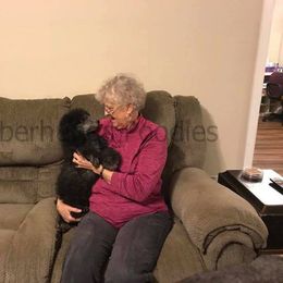 Poodle Puppies from Silberhund's Poodles