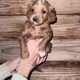 Boy 4 - Merle male Goldendoodle puppy in Churchill County Fallon, Nevada from Card Family Ranch
