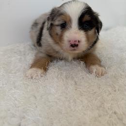 Woodrow 2 blue eyes - Blue merle male Miniature Australian Shepherd puppy in Hillsville, Virginia from Lottie's Mini Aussies