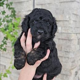 Ganges - Phantom male Bernedoodle puppy in Marshall, Michigan from Whispering Aspen Homestead
