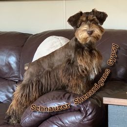 Gypsy - Miniature Schnauzer