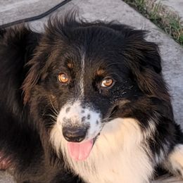 Alabama - Australian Shepherd