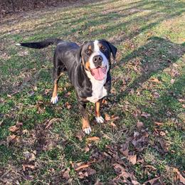 Bree - Black, white and red female Greater Swiss Mountain Dog puppy in Marshfield, Missouri from Suma Kennels