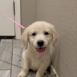 Orange Male - Golden male Golden Retriever puppy in Waddell, Arizona from Sunshine Mountain Retrievers