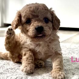 Cavapoos from Hamann's Cavapoo Puppies