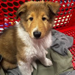 Clover - Sable Collie puppy in Callahan, Florida from Kindred Spirit Collies