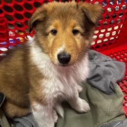 Clover - Sable Collie puppy in Callahan, Florida from Kindred Spirit Collies
