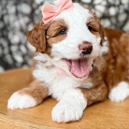 Wave - female Australian Mountain Doodle puppy in Miami, Florida from Jade’s Paws & Co. Of Miami LLC