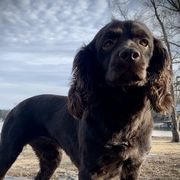 Ella - Boykin Spaniel