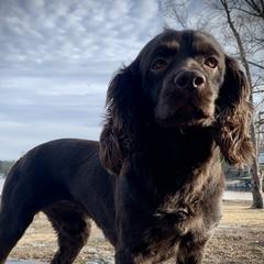 Ella - Boykin Spaniel