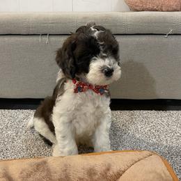 Comet - Chocolate male Goldendoodle puppy in Sugarcreek, Ohio from True Hearted Doodles
