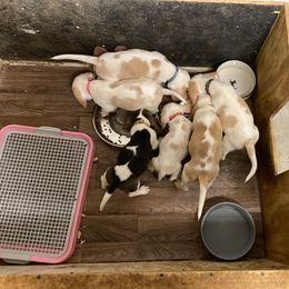 Beagle Puppies from Hales Little Beagle Haven