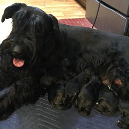 Giant Schnauzer Puppies from Jordan Giant Schnauzers