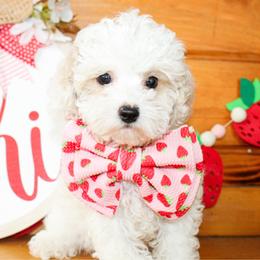 Arlo - Cream male Poodle puppy in Hugo, Oklahoma from Ann R.